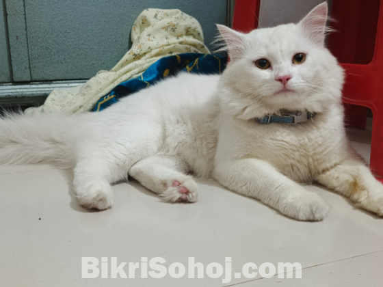 Persian Male